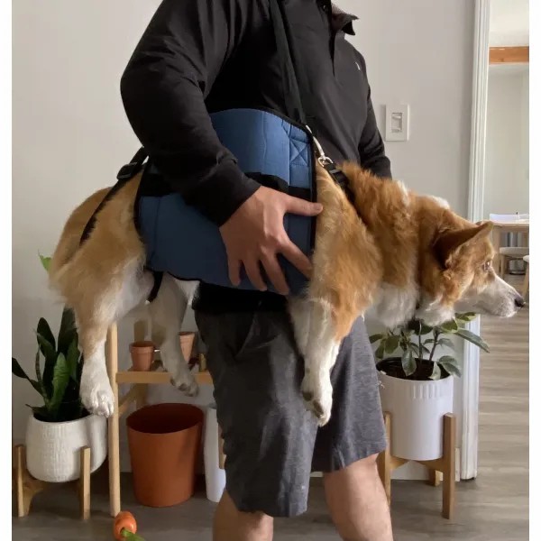  Dog Full Body Lifting Harnesses review Jann