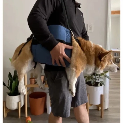  Dog Full Body Lifting Harnesses review Jann