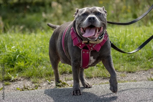 How can dogs maintain a healthy weight