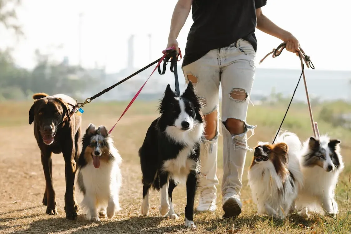 What Brace Is Best For My Dog?