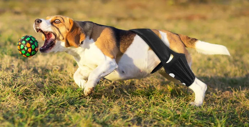 How To Tell If Your Dog Is Hurt Or Injured ？