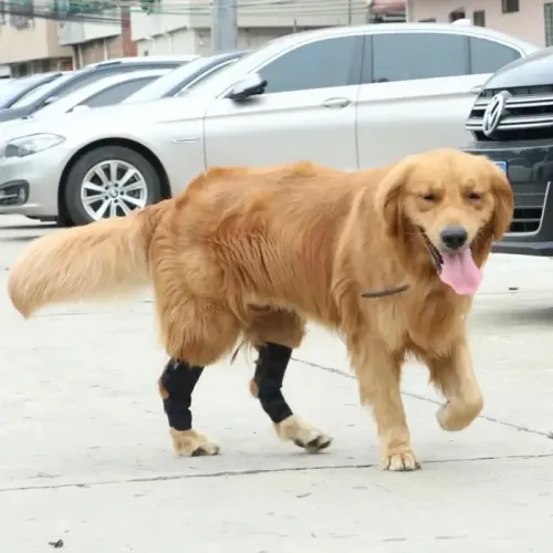 What Causes Carpal Hyperextension In Dogs?