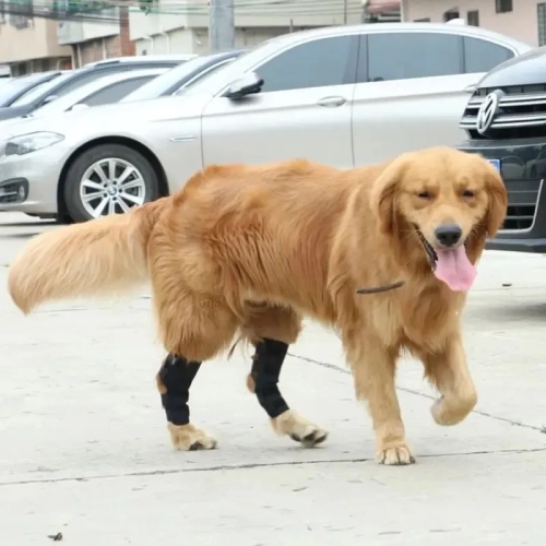 What Causes Carpal Hyperextension In Dogs?