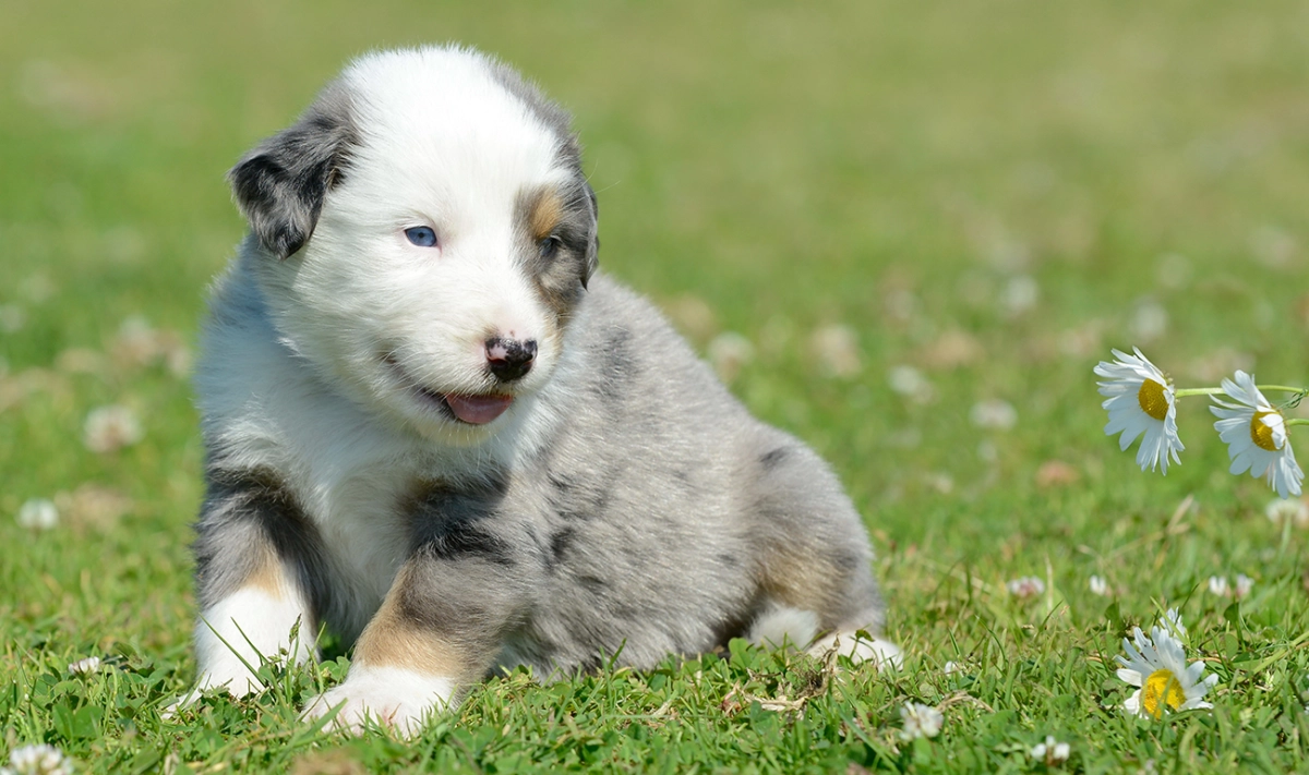 How To Prevent a Lick Granuloma?