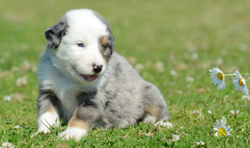 How To Prevent a Lick Granuloma?