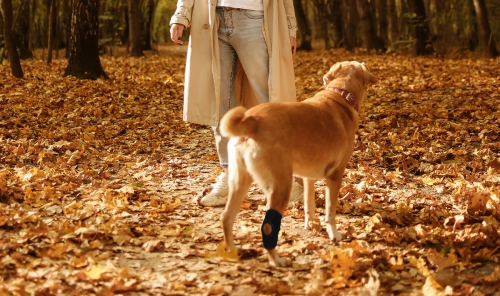 Common Injuries Of Dogs And Recommended Protective Gear