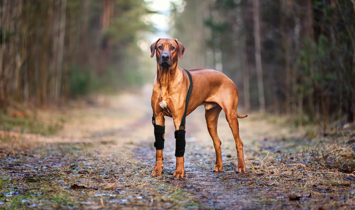 Dos And Don'ts When Walking Your Dog