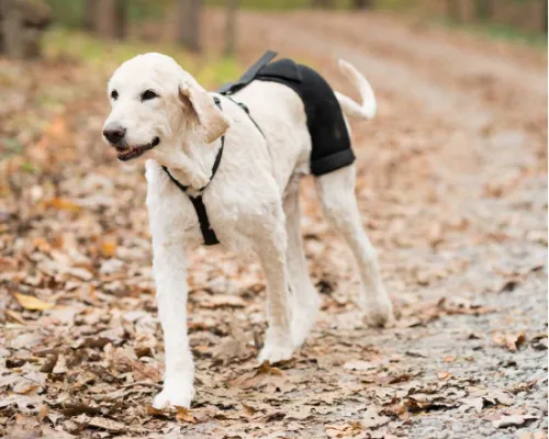 More Adventures, Less Stress: How My Pet Harness Made All the Differencez Dear dog lovers
