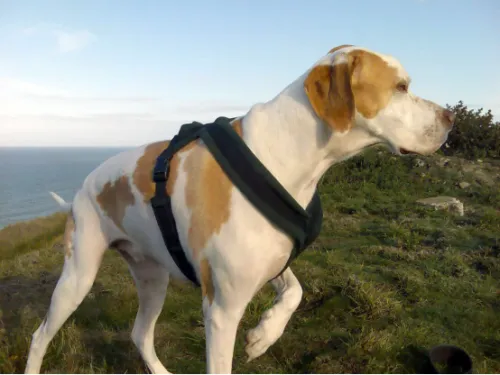 Pawsitively Grateful: How My Pet Harness Enhanced Our Bond Dear Dog Owners