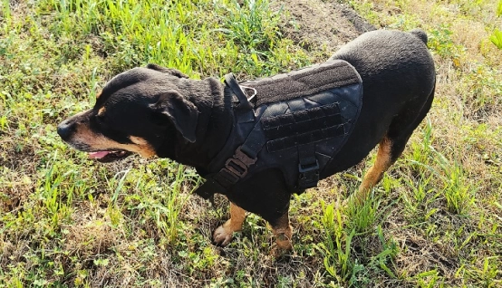  Forever Companion: Choosing a Caring Harness for My Dog