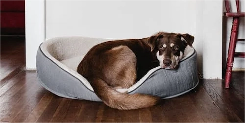 What Is The Best Dog Knee Brace?