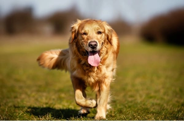 To brace or not to brace?