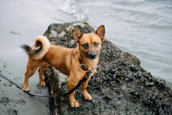 Dog wants to go for a walk? These 8 behaviors are all hints, and one of them is particularly obvious