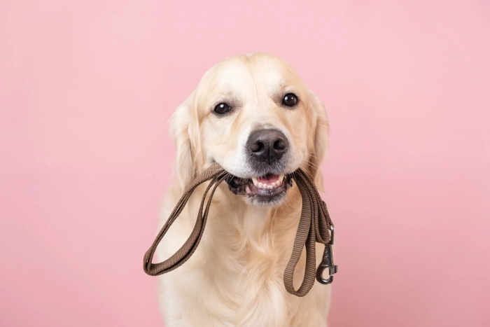 Carry On, Walk Free: The Perfect Dog Harness