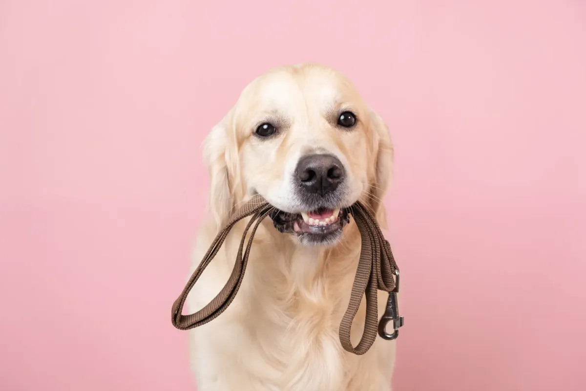 Carry On, Walk Free: The Perfect Dog Harness