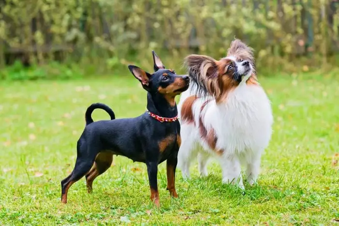 What are the key features to look for in a carpal hyperextension dog brace, and how does it aid in the treatment and support of dogs with carpal hyperextension?