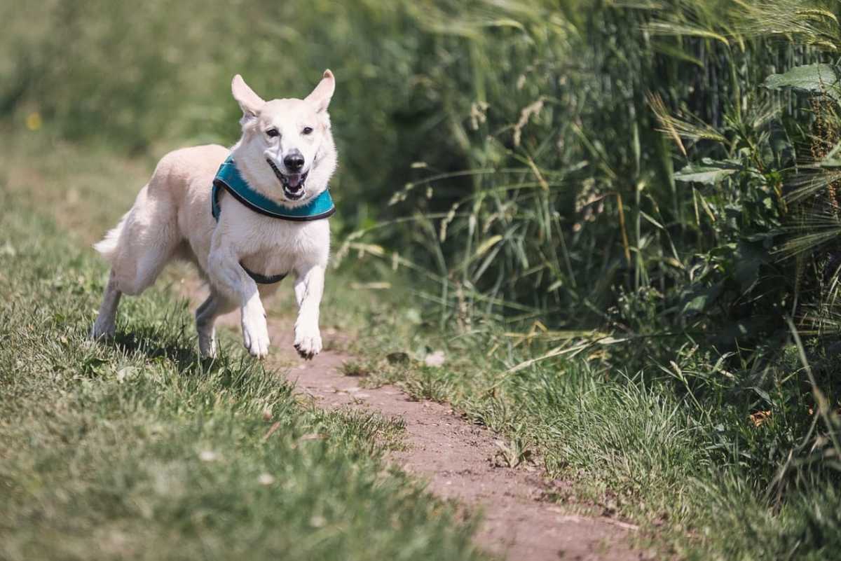 Five steps create a dog's healthy 