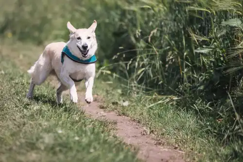 Five steps create a dog's healthy 
