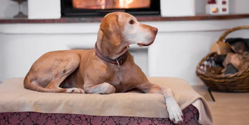 What to do if your dog has arthritis? Can it heal itself?