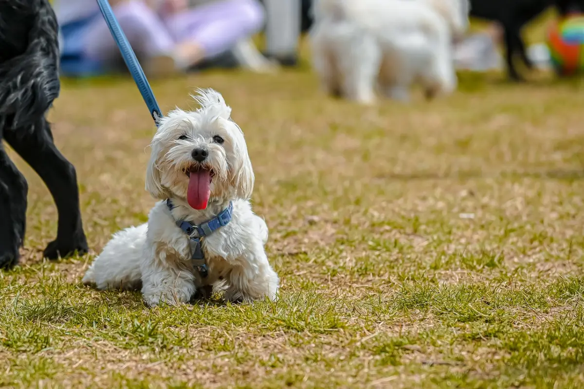 Dog Leg Braces: When and How to Use a Brace to Get Your Pet Moving Again