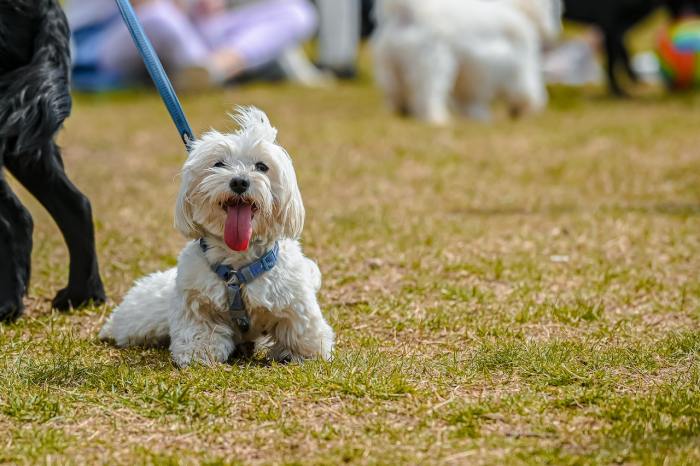 Dog Leg Braces: When and How to Use a Brace to Get Your Pet Moving Again