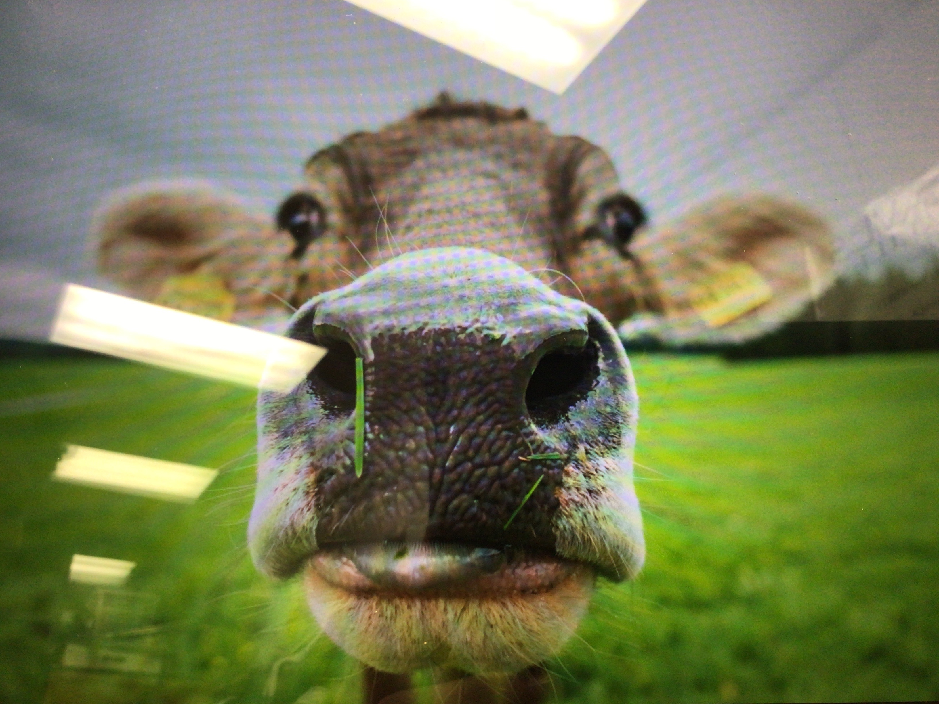 Cool Kicks | PKGoden Air Jordan 1 Retro High GET Yellow Toe (W),AR1020-700 review 0