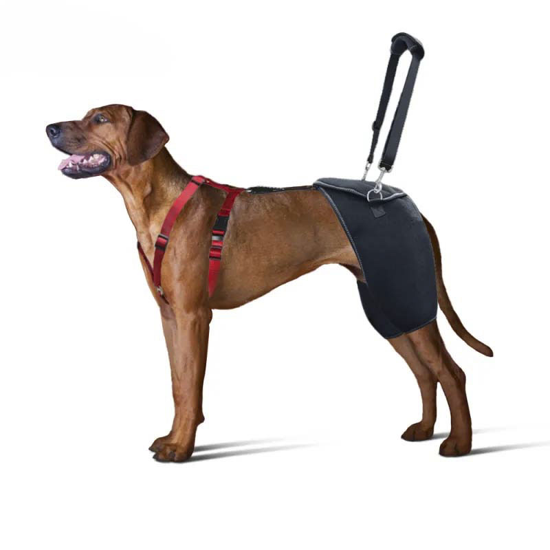 Leg braces for dogs with hip dysplasia best sale