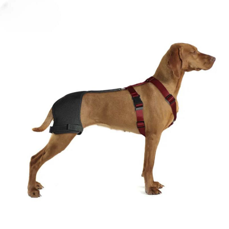 Dog hip dysplasia outlet brace