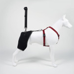 Dog Hip dysplasia Brace