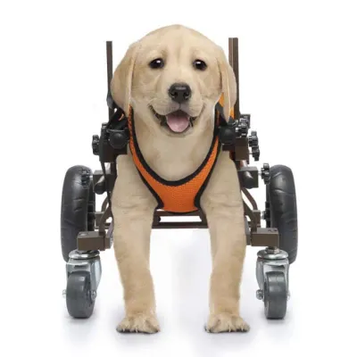 Small/Medium Dog Rehabilitation Wheelchair - Quad-Wheel Stability 01