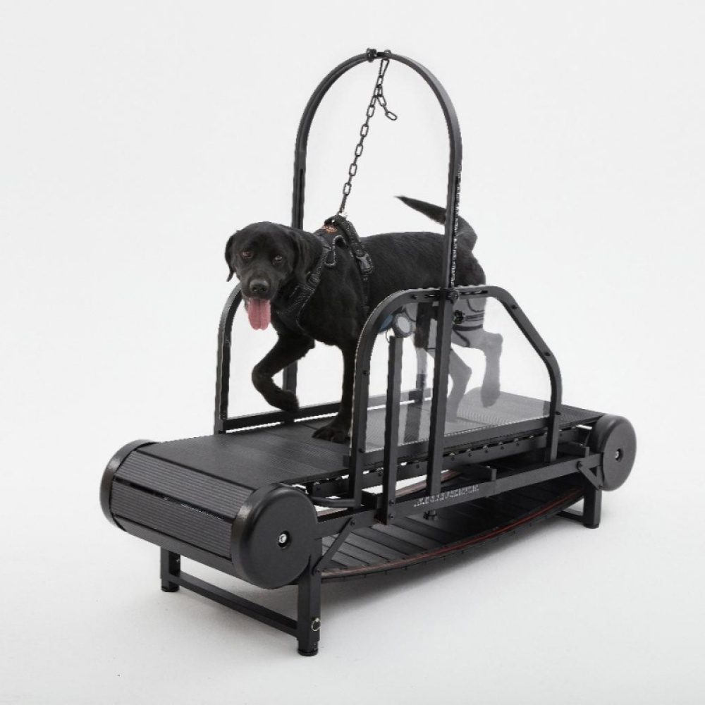 Dog Treadmill