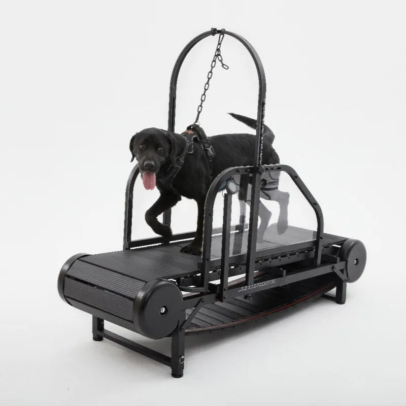 Dog Treadmill