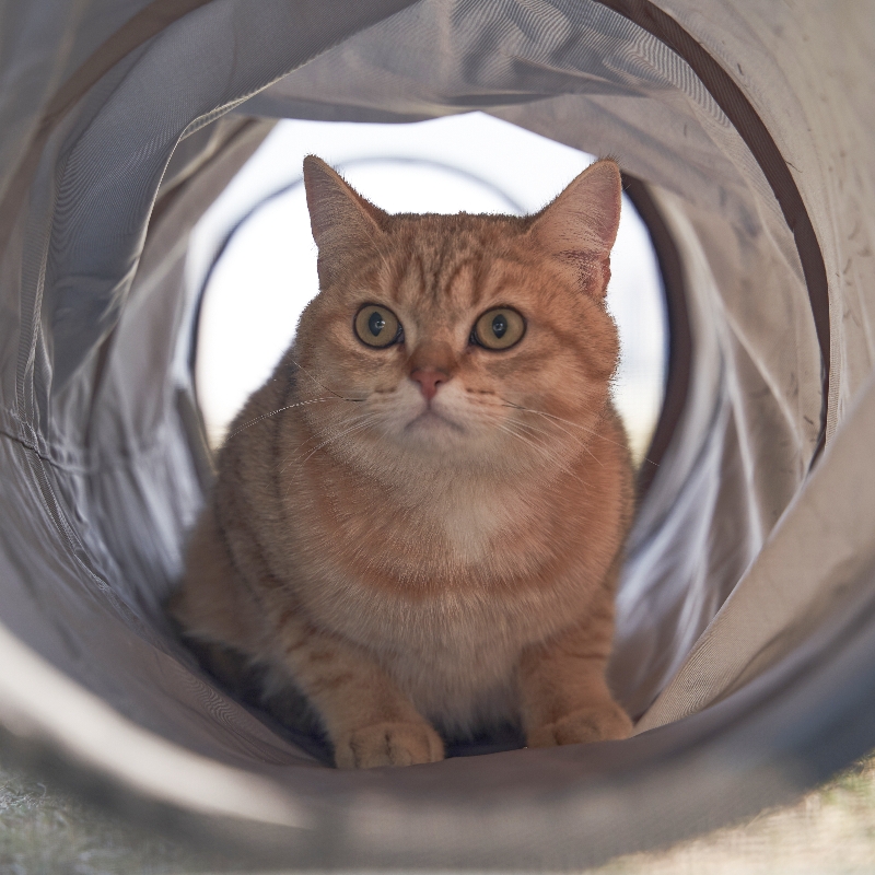 Double Cat Dog Travel Tunnel Bag