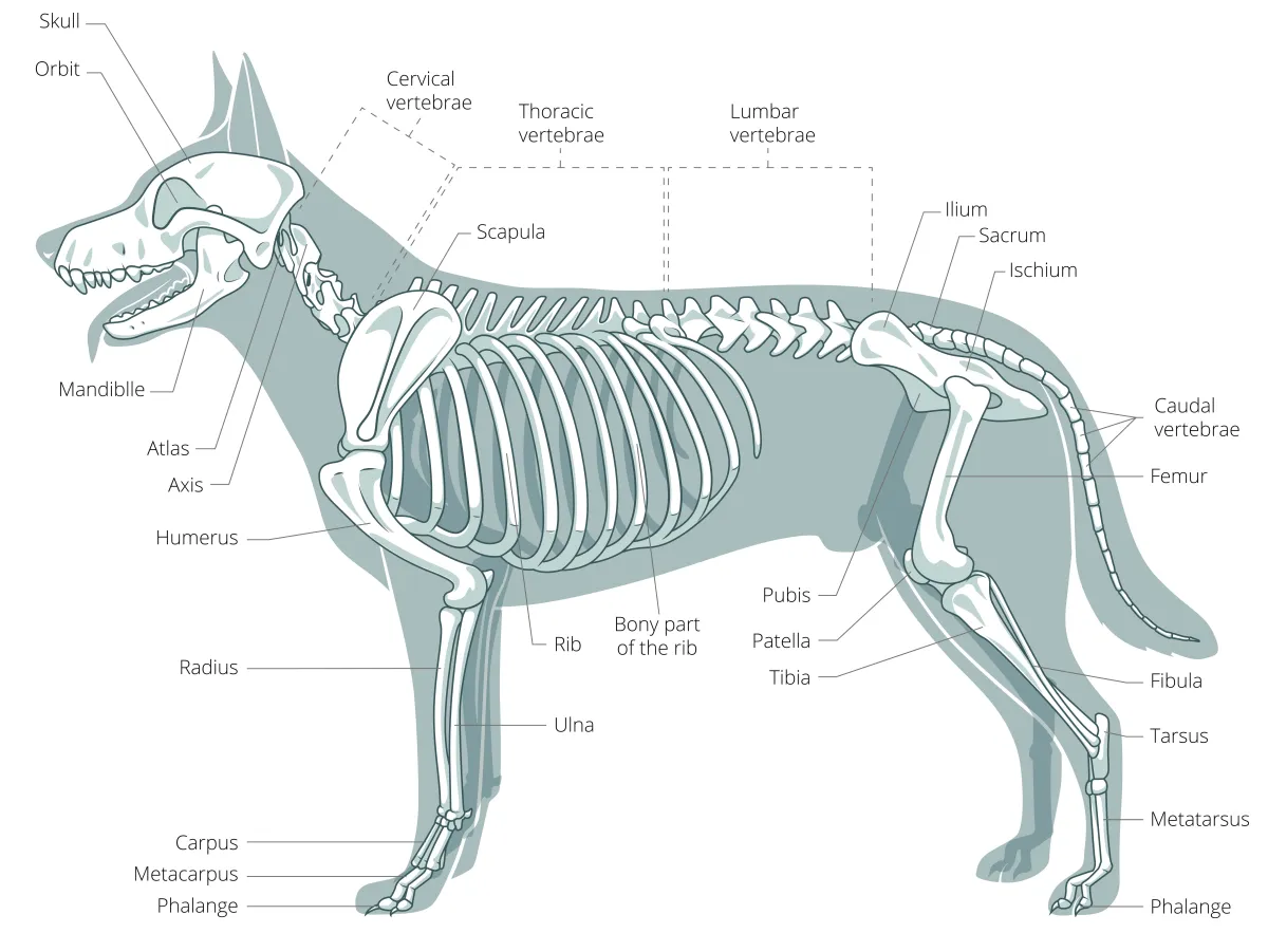 Understanding Dog Joint Diseases