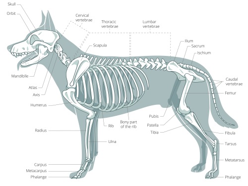 Understanding Dog Joint Diseases