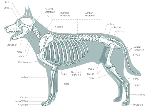 Understanding Dog Joint Diseases