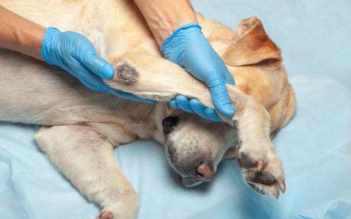 Causes of Dog Joint Diseases: Elbow Joint Diseases in Dogs