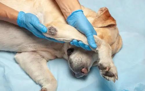 Causes of Dog Joint Diseases: Elbow Joint Diseases in Dogs