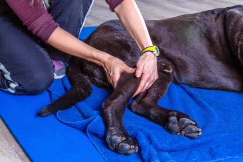 Dog Leg Health: Common Conditions and Support Options part 2