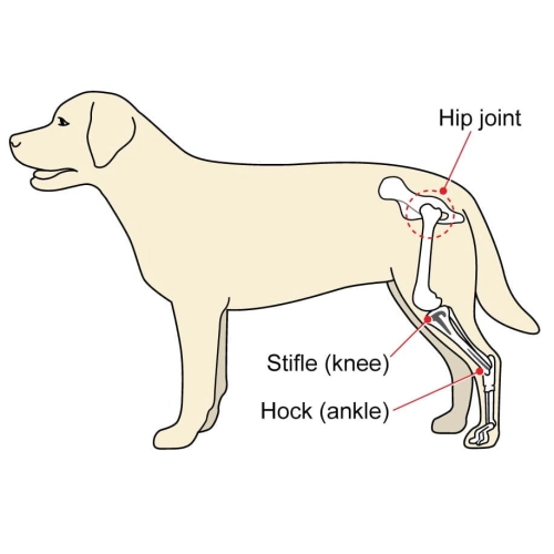 Dog Leg Health: Common Conditions and Support Options