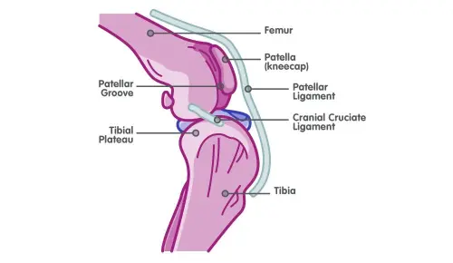 Causes of Dog Joint Diseases: Knee Joint Diseases in Dogs