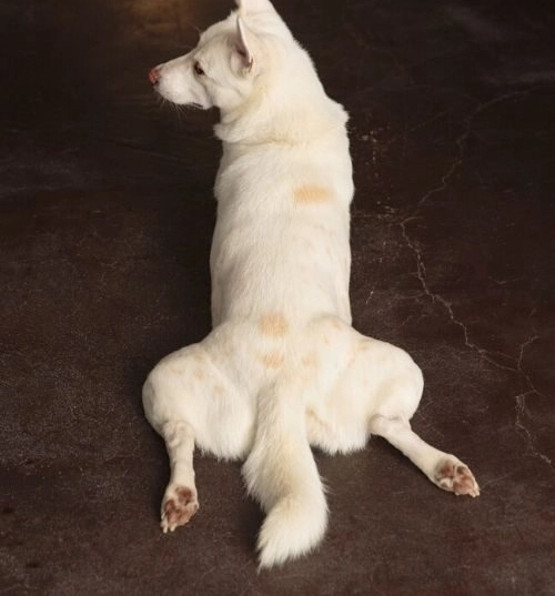 Causes of Dog Joint Diseases: Hip Joint Diseases in Dogs