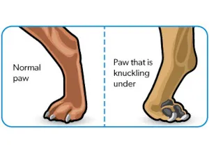Causes of Dog Joint Diseases: Foot Joint Diseases in Dogs