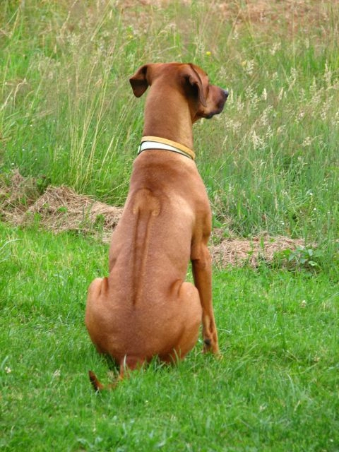 Common Back Diseases in Pets and the Importance of Dog Back Braces