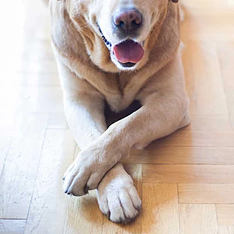 Causes of Dog Joint Diseases: Front Leg Joint Diseases in Dogs