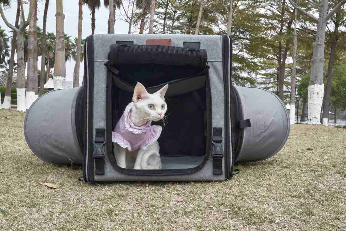 The Science Behind Cats' Love for Tunnels: Unraveling the Feline Fascination