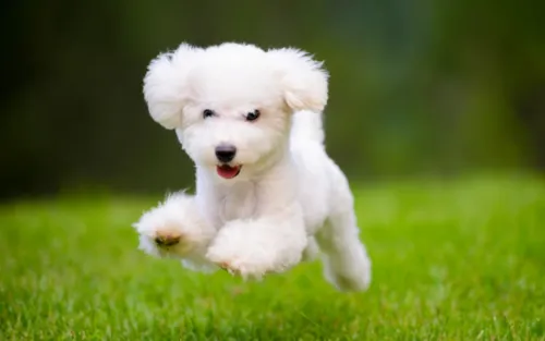 Understanding the Importance of Pet Health and Fitness with Furtent