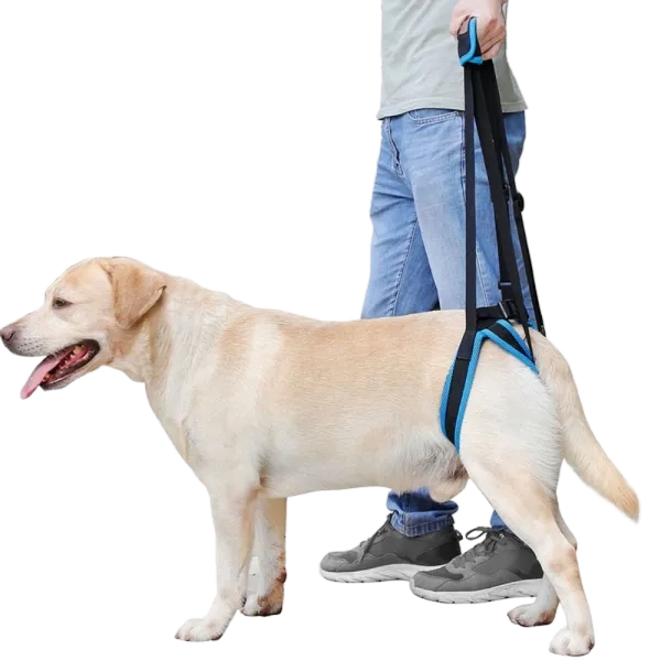 Fervorite Helps You Understand Dog Joint Problems: From Puppy to Senior Care