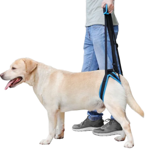 Fervorite Helps You Understand Dog Joint Problems: From Puppy to Senior Care