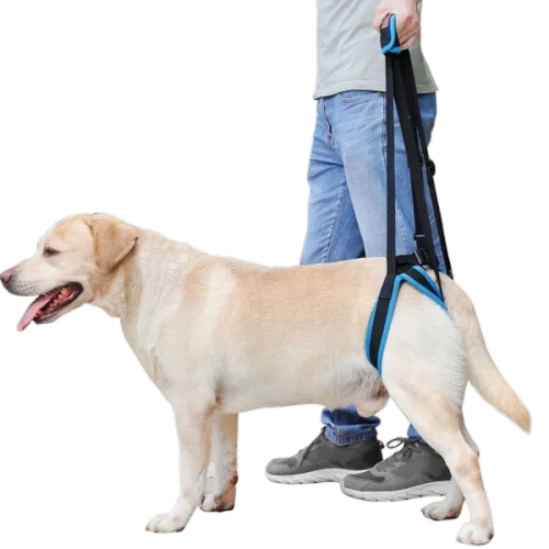 Fervorite Helps You Understand Dog Joint Problems: From Puppy to Senior Care